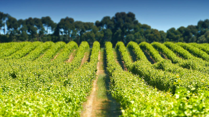 Australia crop exports set for record high after heavy rains