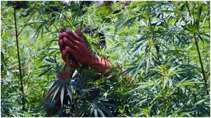 Indian farmers risk jail to grow lucrative cannabis crop