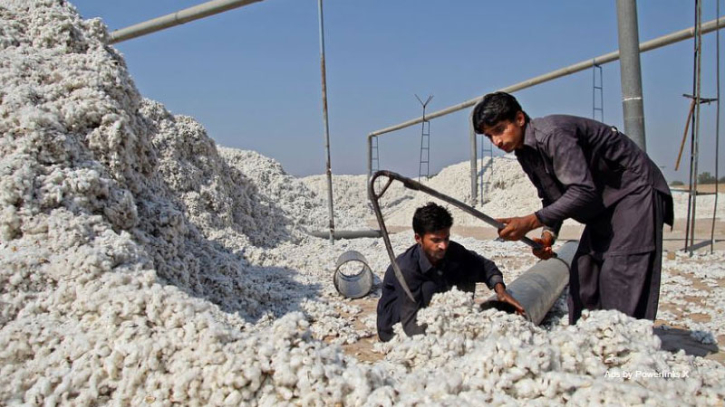 Pakistan's cotton production shows alarming decline of 48%