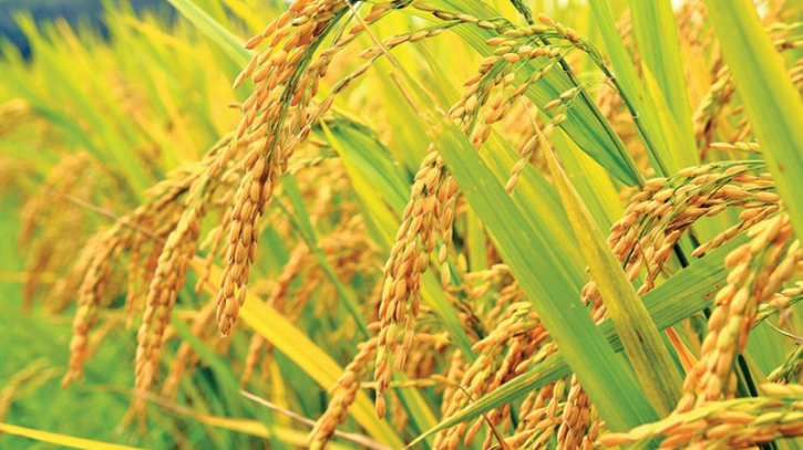 Rice production in Bangladesh hits record high